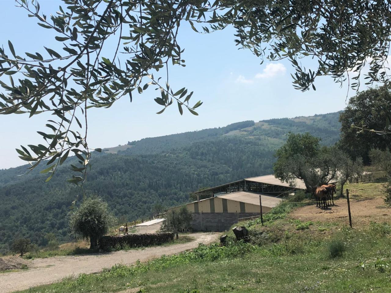 Az.Agr. Il Cavalleggero Campiglia dʼOrcia Buitenkant foto